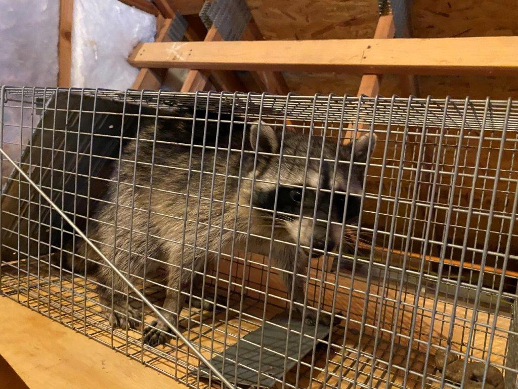 Nassau County raccoon trapping